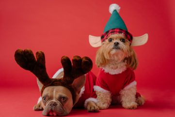 Pick Up Christmas Dog Treats